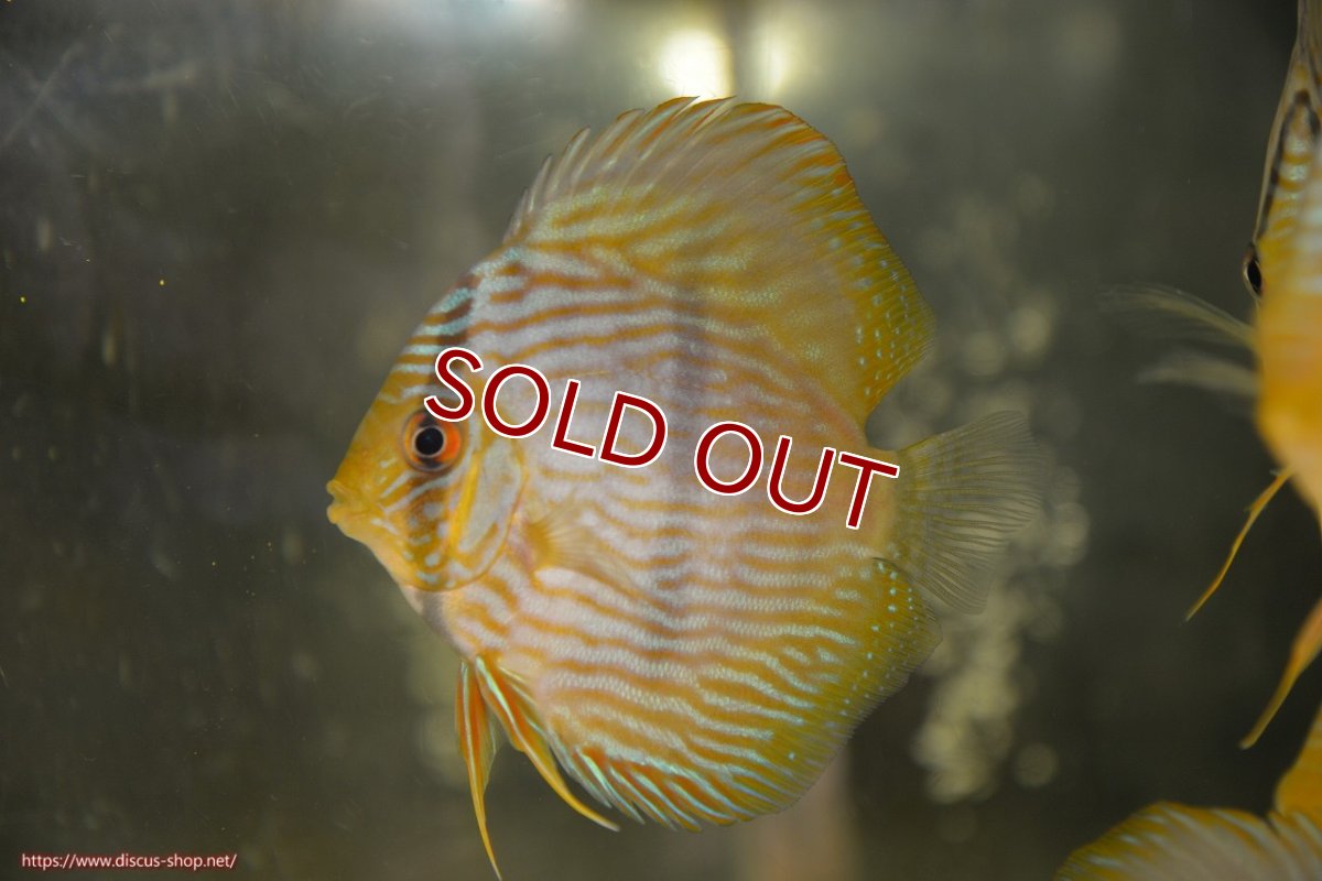 画像1: 【ワイルドディスカス】【通販】【ワイルド屈指のブルー発色】リオネグロブルーフェイスヘッケル【個体販売】9-11cm（生体）リオネグロ産 (1)