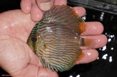 画像1: 【決算セール対象個体】【ワイルドディスカス】【通販】【ワイルド屈指のブルー発色】リオネグロブルーフェイスヘッケル【個体販売】9-11cm（生体）リオネグロ産 (1)