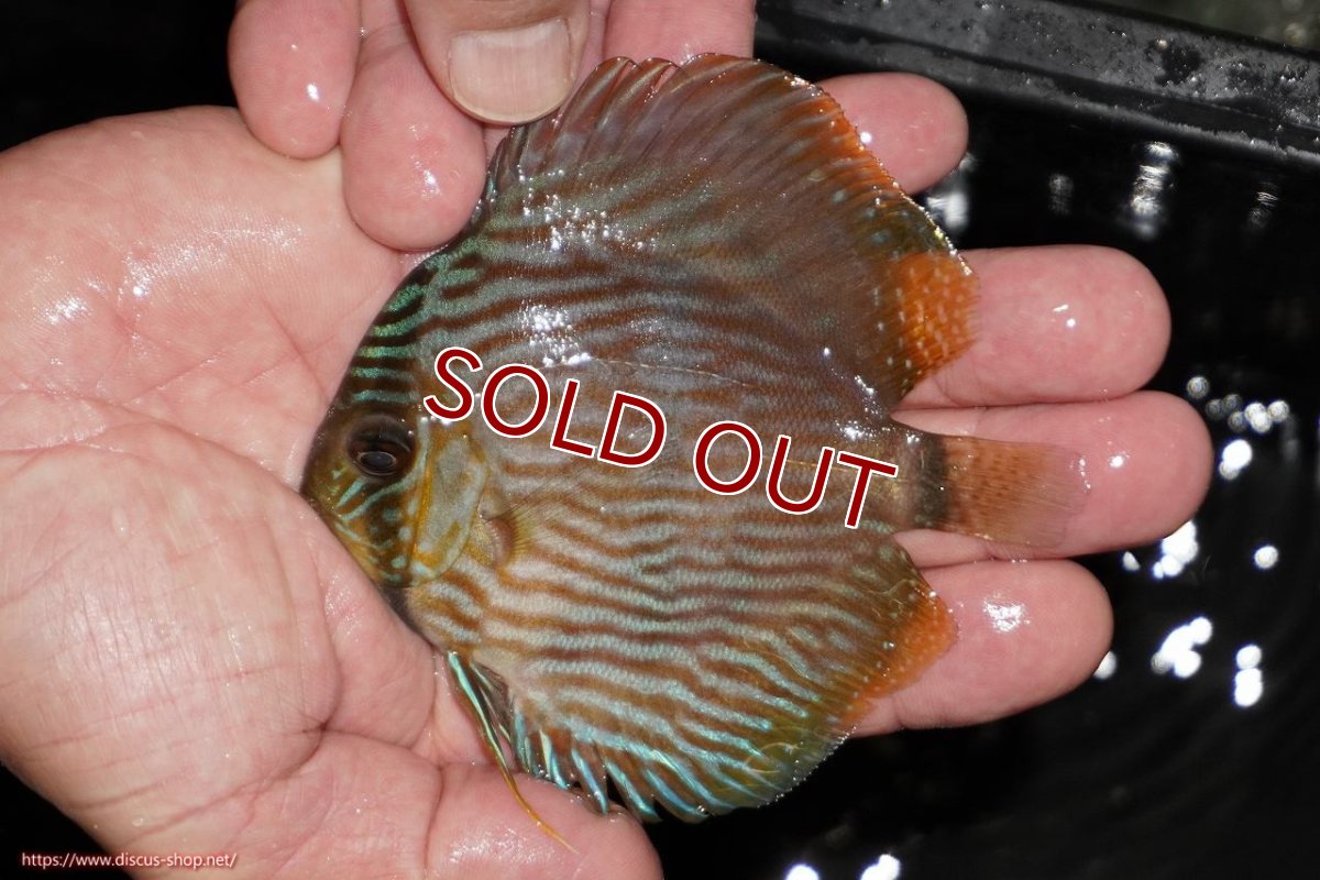 画像2: 【ワイルドディスカス】【通販】【ワイルド屈指のブルー発色】リオネグロブルーフェイスヘッケル【個体販売】9-11cm（生体）リオネグロ産 (2)