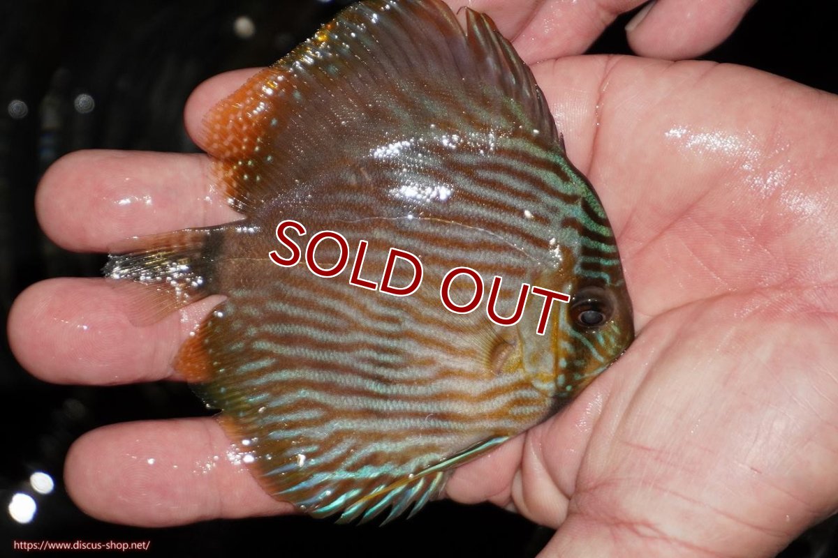 画像3: 【ワイルドディスカス】【通販】【ワイルド屈指のブルー発色】リオネグロブルーフェイスヘッケル【個体販売】9-11cm（生体）リオネグロ産 (3)