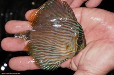 画像3: 【ワイルドディスカス】【通販】【ワイルド屈指のブルー発色】リオネグロブルーフェイスヘッケル【個体販売】9-11cm（生体）リオネグロ産 (3)