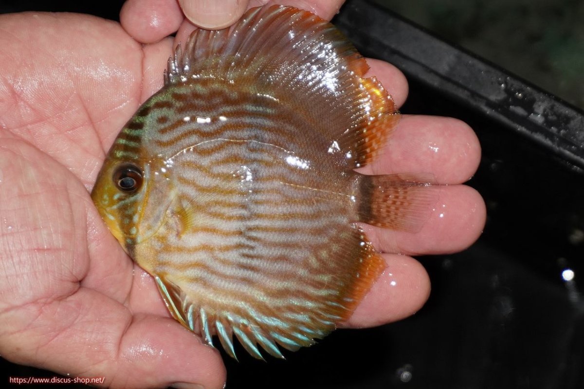 画像1: 【決算セール対象個体】【ワイルドディスカス】【通販】【ワイルド屈指のブルー発色】リオネグロブルーフェイスヘッケル【個体販売】9-11cm（生体）リオネグロ産 (1)