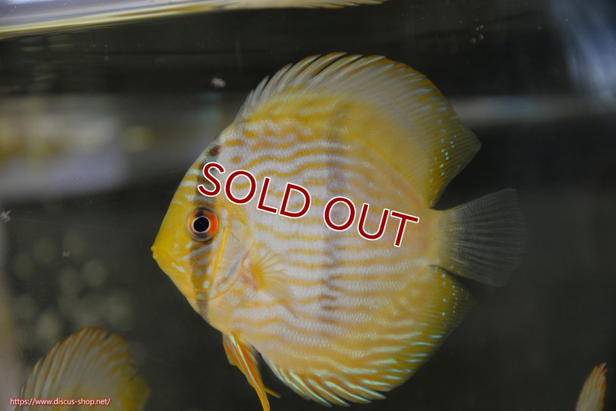 画像1: 【ワイルドディスカス】【通販】【ワイルド屈指のブルー発色】リオネグロブルーフェイスヘッケル【個体販売】9-11cm（生体）リオネグロ産 (1)