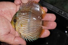 画像1: 【決算セール対象個体】【ワイルドディスカス】【通販】【ワイルド屈指のブルー発色】リオネグロブルーフェイスヘッケル【個体販売】9-11cm（生体）リオネグロ産 (1)