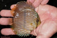 画像3: 【ワイルドディスカス】【通販】【ワイルド屈指のブルー発色】リオネグロブルーフェイスヘッケル【個体販売】9-11cm（生体）リオネグロ産 (3)