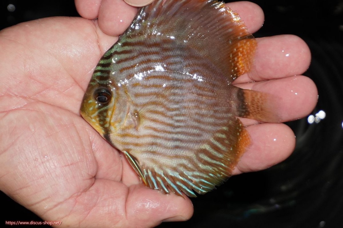 画像1: 【決算セール対象個体】【ワイルドディスカス】【通販】【ワイルド屈指のブルー発色】リオネグロブルーフェイスヘッケル【個体販売】9-11cm（生体）リオネグロ産 (1)