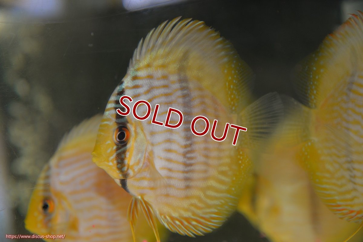 画像1: 【ワイルドディスカス】【通販】【ワイルド屈指のブルー発色】リオネグロブルーフェイスヘッケル【個体販売】9-11cm（生体）リオネグロ産 (1)