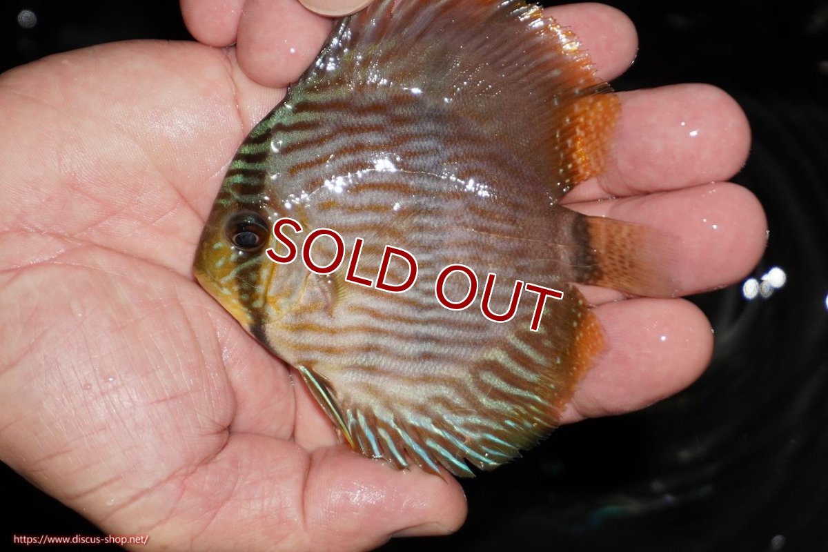 画像2: 【ワイルドディスカス】【通販】【ワイルド屈指のブルー発色】リオネグロブルーフェイスヘッケル【個体販売】9-11cm（生体）リオネグロ産 (2)