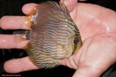 画像2: 【決算セール対象個体】【ワイルドディスカス】【通販】【ワイルド屈指のブルー発色】リオネグロブルーフェイスヘッケル【個体販売】9-11cm（生体）リオネグロ産 (2)