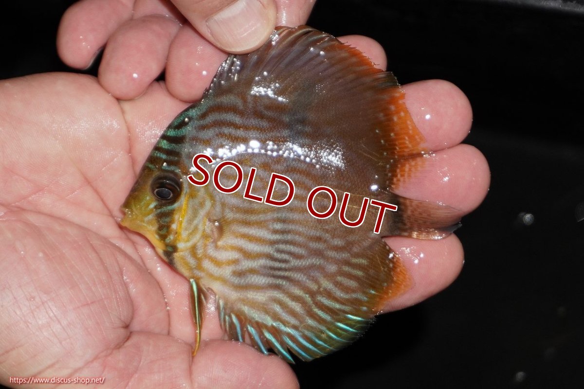 画像1: 【ワイルドディスカス】【通販】【ワイルド屈指のブルー発色】リオネグロブルーフェイスヘッケル【個体販売】9-11cm（生体）リオネグロ産 (1)