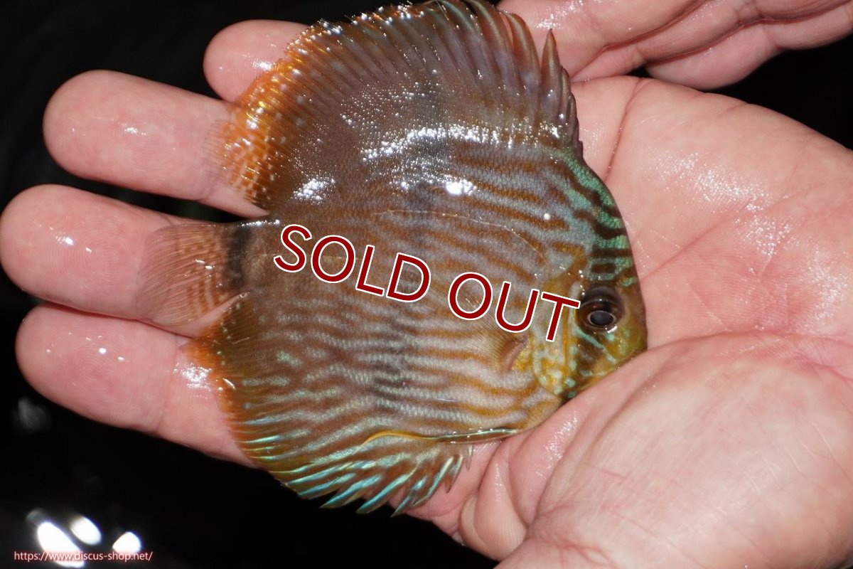 画像2: 【ワイルドディスカス】【通販】【ワイルド屈指のブルー発色】リオネグロブルーフェイスヘッケル【個体販売】9-11cm（生体）リオネグロ産 (2)