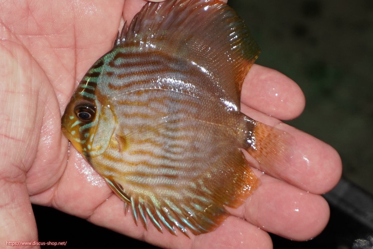 画像1: 【決算セール対象個体】【ワイルドディスカス】【通販】【ワイルド屈指のブルー発色】リオネグロブルーフェイスヘッケル【個体販売】9-11cm（生体）リオネグロ産 (1)