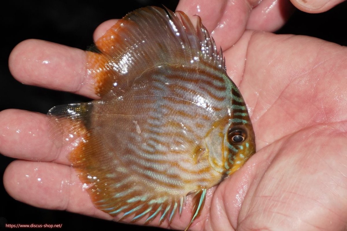 画像2: 【決算セール対象個体】【ワイルドディスカス】【通販】【ワイルド屈指のブルー発色】リオネグロブルーフェイスヘッケル【個体販売】9-11cm（生体）リオネグロ産 (2)