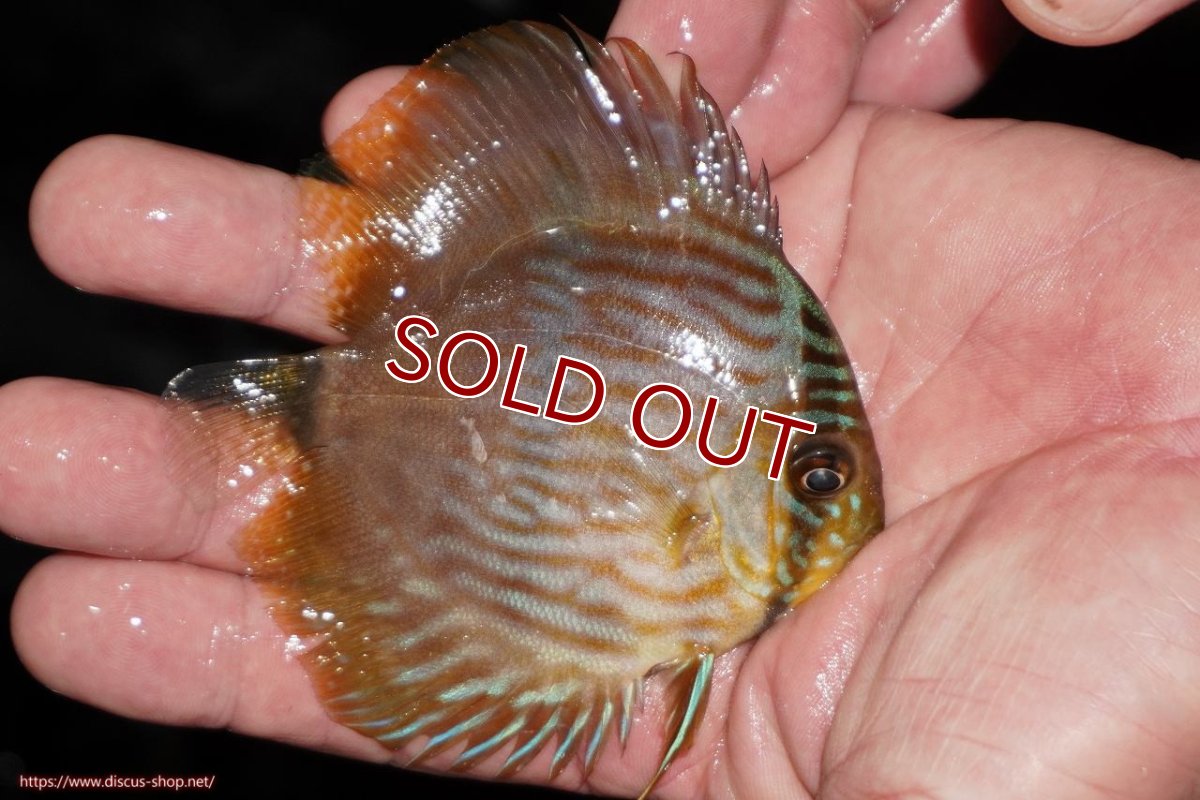 画像2: 【ワイルドディスカス】【通販】【ワイルド屈指のブルー発色】リオネグロブルーフェイスヘッケル【個体販売】9-11cm（生体）リオネグロ産 (2)