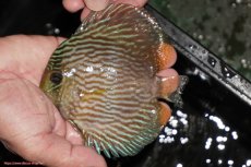 画像1: 【決算セール対象個体】【ワイルドディスカス】【通販】【ワイルド屈指のブルー発色】リオネグロヘッケル【個体販売】10-12cm（生体）リオネグロ産 (1)