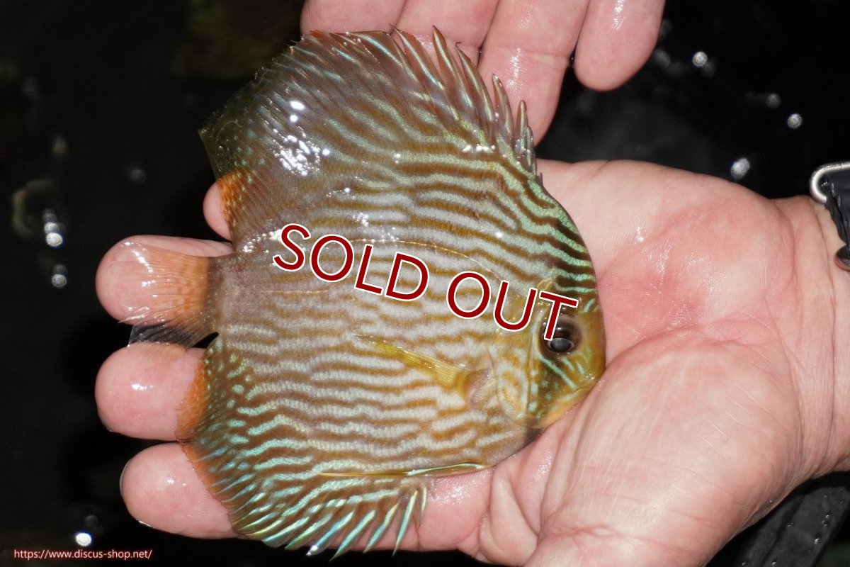 画像2: 【ワイルドディスカス】【通販】【ワイルド屈指のブルー発色】リオネグロヘッケル【個体販売】10-12cm（生体）リオネグロ産 (2)