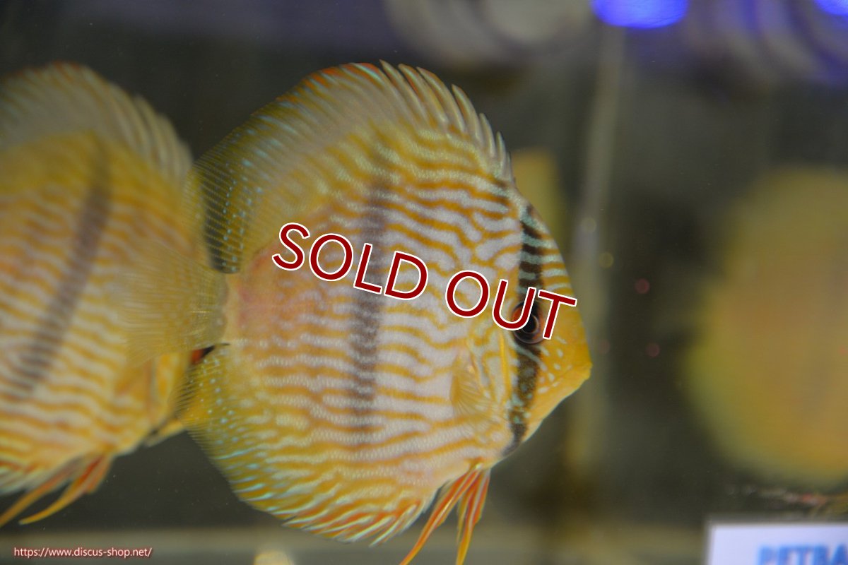 画像1: 【ワイルドディスカス】【通販】【ワイルド屈指のブルー発色】リオネグロヘッケル【個体販売】10-12cm（生体）リオネグロ産 (1)