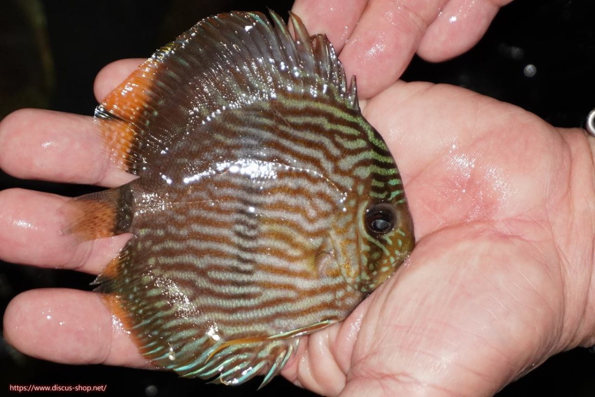 画像2: 【決算セール対象個体】【ワイルドディスカス】【通販】【ワイルド屈指のブルー発色】リオネグロヘッケル【個体販売】10-12cm（生体）リオネグロ産 (2)