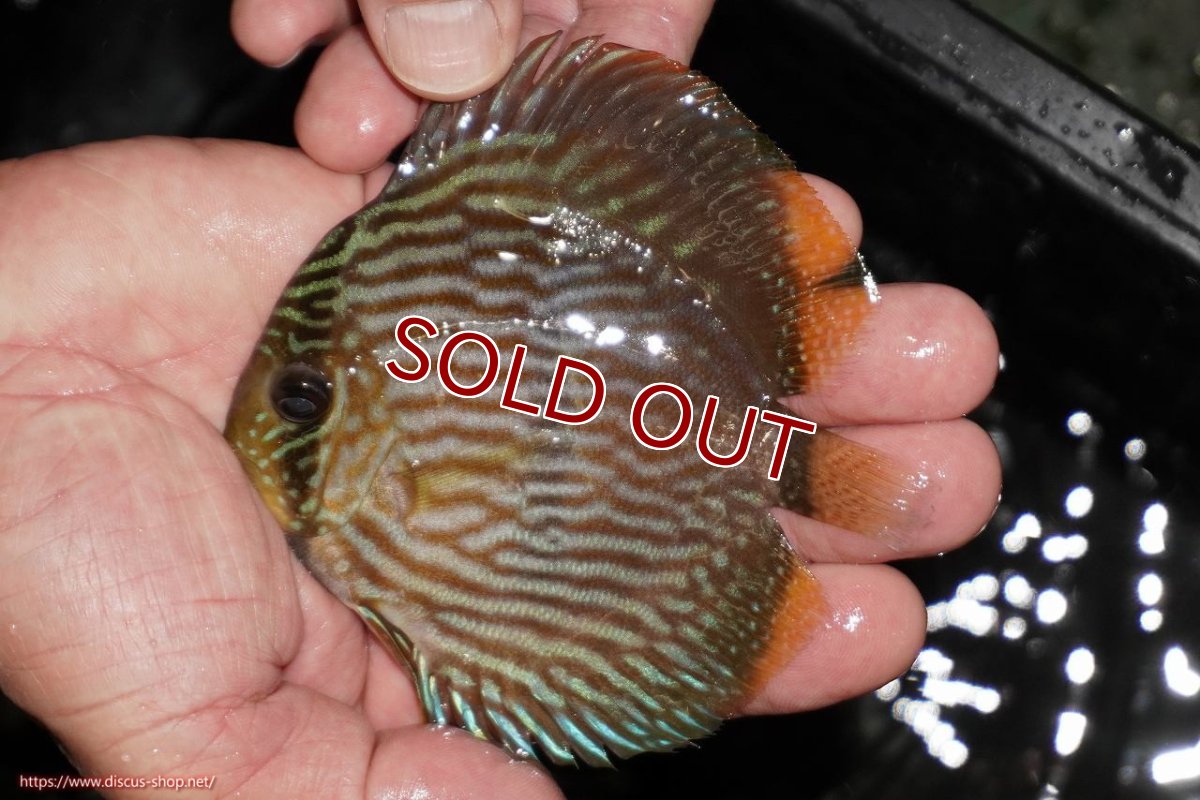 画像2: 【ワイルドディスカス】【通販】【ワイルド屈指のブルー発色】リオネグロヘッケル【個体販売】10-12cm（生体）リオネグロ産 (2)