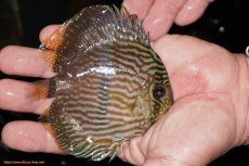 画像2: 【決算セール対象個体】【ワイルドディスカス】【通販】【ワイルド屈指のブルー発色】リオネグロヘッケル【個体販売】10-12cm（生体）リオネグロ産 (2)