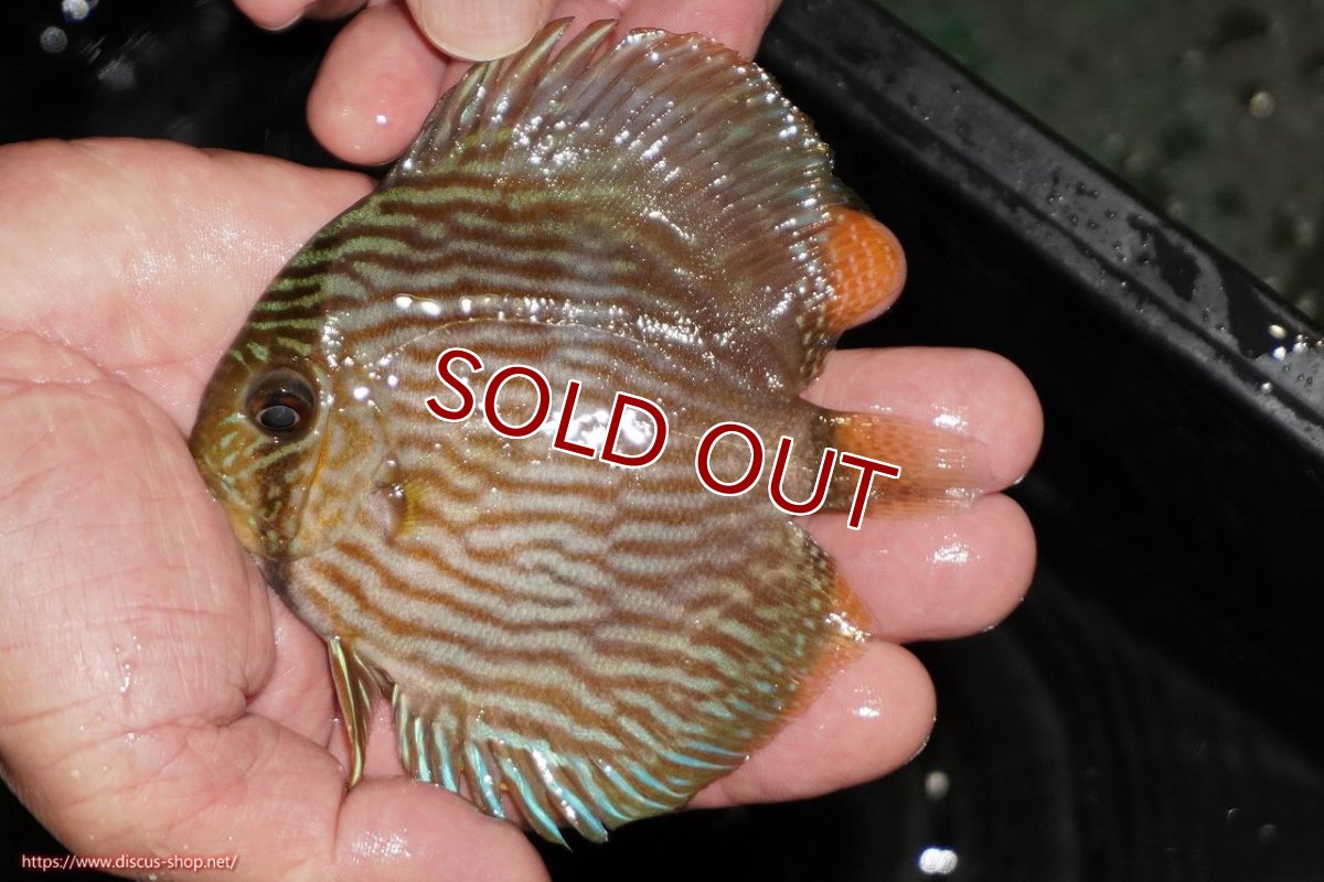 画像1: 【ワイルドディスカス】【通販】【ワイルド屈指のブルー発色】リオネグロヘッケル【個体販売】10-12cm（生体）リオネグロ産 (1)