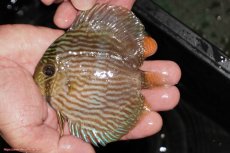 画像1: 【決算セール対象個体】【ワイルドディスカス】【通販】【ワイルド屈指のブルー発色】リオネグロヘッケル【個体販売】10-12cm（生体）リオネグロ産 (1)