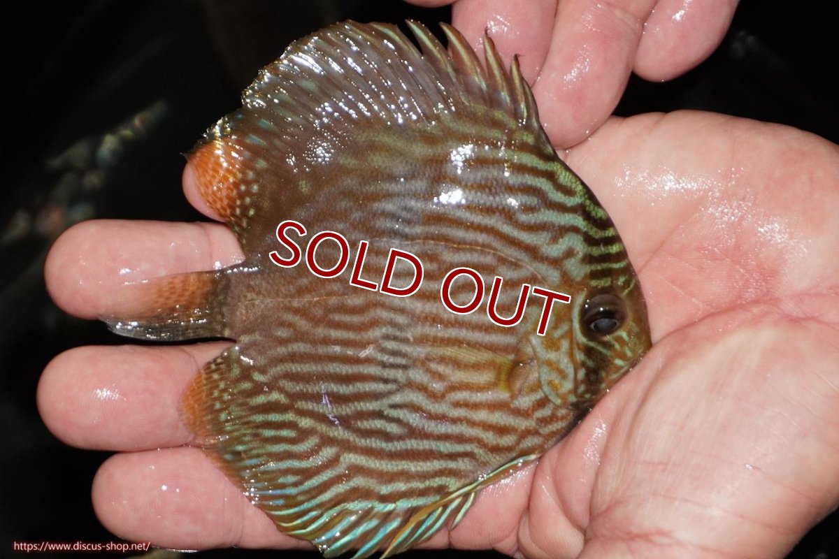 画像2: 【ワイルドディスカス】【通販】【ワイルド屈指のブルー発色】リオネグロヘッケル【個体販売】10-12cm（生体）リオネグロ産 (2)