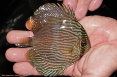 画像2: 【決算セール対象個体】【ワイルドディスカス】【通販】【ワイルド屈指のブルー発色】リオネグロヘッケル【個体販売】10-12cm（生体）リオネグロ産 (2)