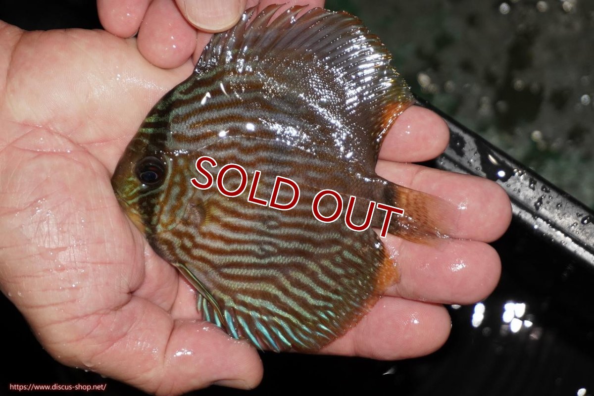 画像2: 【ワイルドディスカス】【通販】【ワイルド屈指のブルー発色】リオネグロヘッケル【個体販売】10-12cm（生体）リオネグロ産 (2)