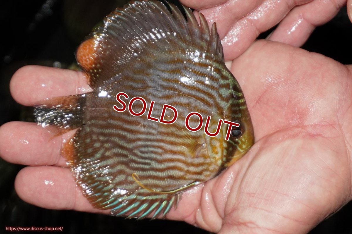 画像3: 【ワイルドディスカス】【通販】【ワイルド屈指のブルー発色】リオネグロヘッケル【個体販売】10-12cm（生体）リオネグロ産 (3)