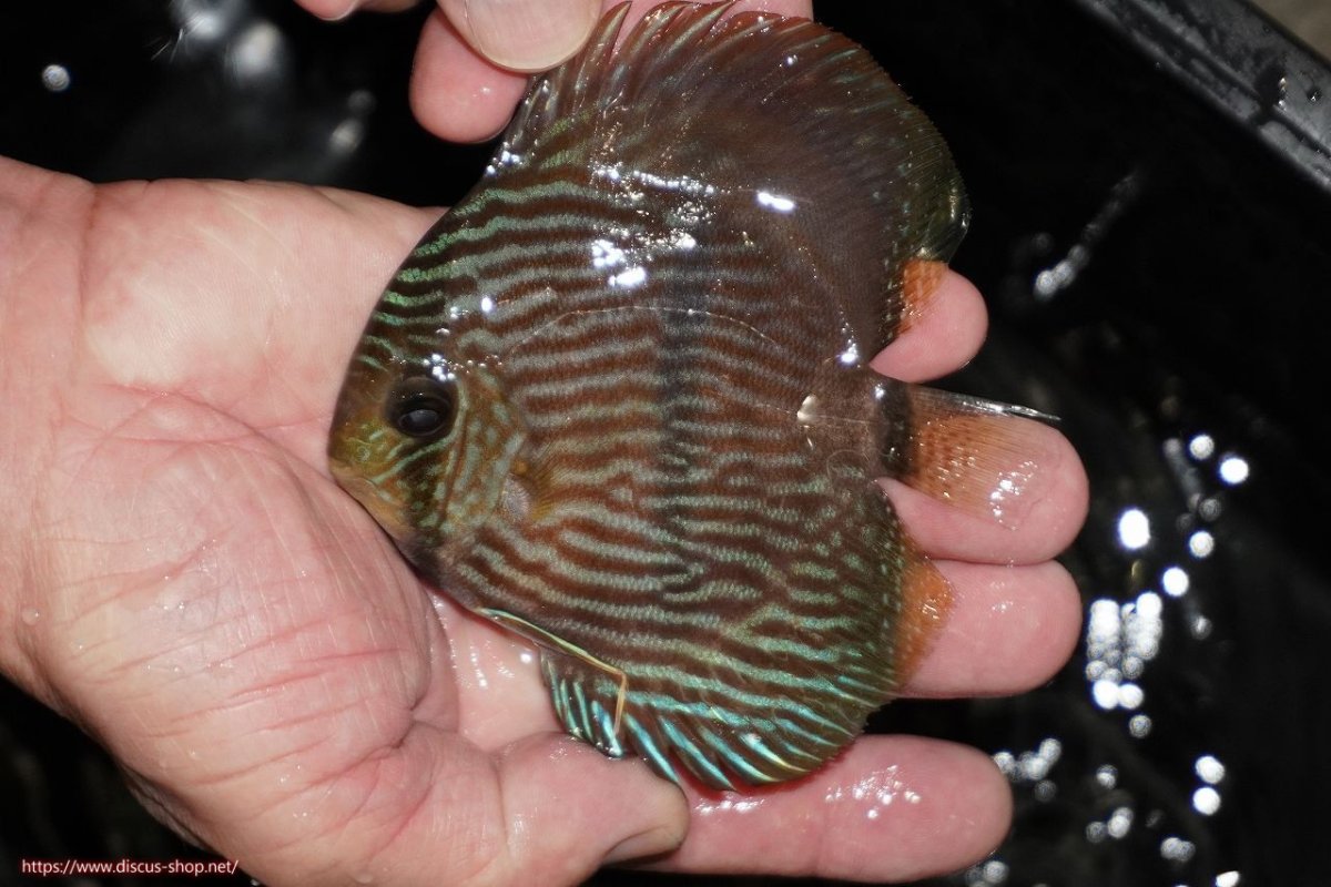 画像1: 【決算セール対象個体】【ワイルドディスカス】【通販】【ワイルド屈指のブルー発色】リオネグロヘッケル【個体販売】10-12cm（生体）リオネグロ産 (1)