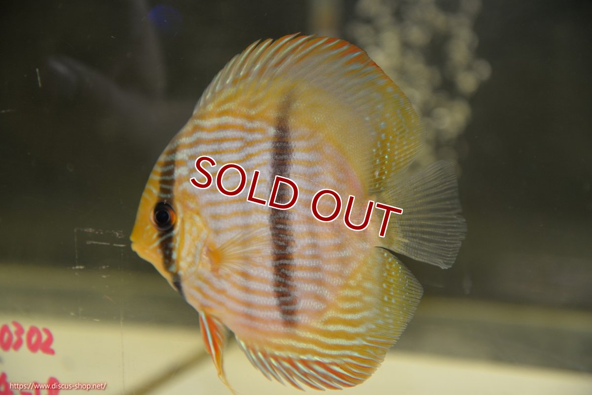 画像1: 【ワイルドディスカス】【通販】【ワイルド屈指のブルー発色】リオネグロヘッケル【個体販売】10-12cm（生体）リオネグロ産 (1)