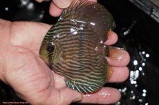 画像1: 【決算セール対象個体】【ワイルドディスカス】【通販】【ワイルド屈指のブルー発色】リオネグロヘッケル【個体販売】10-12cm（生体）リオネグロ産 (1)