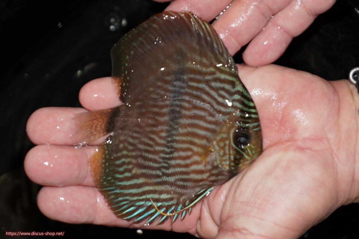 画像2: 【決算セール対象個体】【ワイルドディスカス】【通販】【ワイルド屈指のブルー発色】リオネグロヘッケル【個体販売】10-12cm（生体）リオネグロ産 (2)