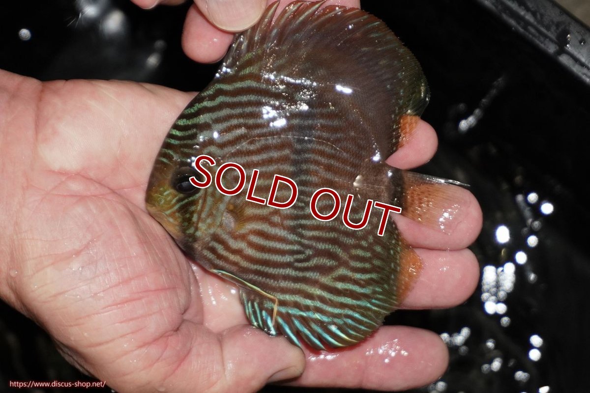 画像2: 【ワイルドディスカス】【通販】【ワイルド屈指のブルー発色】リオネグロヘッケル【個体販売】10-12cm（生体）リオネグロ産 (2)