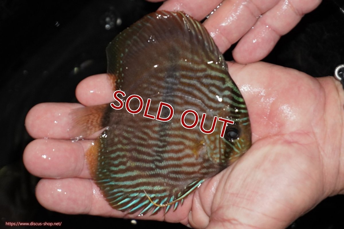 画像3: 【ワイルドディスカス】【通販】【ワイルド屈指のブルー発色】リオネグロヘッケル【個体販売】10-12cm（生体）リオネグロ産 (3)
