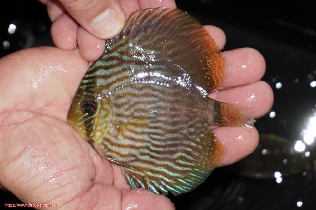 画像1: 【決算セール対象個体】【ワイルドディスカス】【通販】【ワイルド屈指のブルー発色】リオネグロヘッケル【個体販売】10-12cm（生体）リオネグロ産 (1)