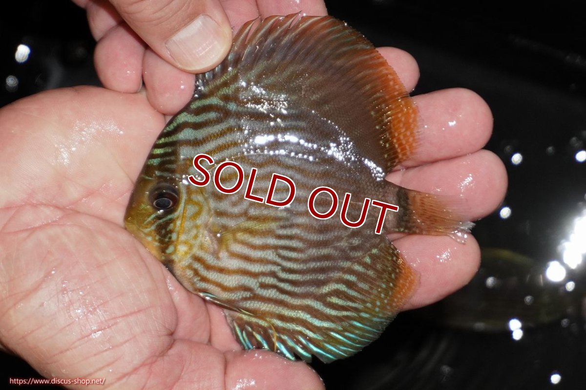 画像1: 【ワイルドディスカス】【通販】【ワイルド屈指のブルー発色】リオネグロヘッケル【個体販売】10-12cm（生体）リオネグロ産 (1)