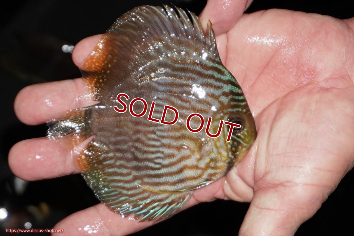 画像2: 【ワイルドディスカス】【通販】【ワイルド屈指のブルー発色】リオネグロヘッケル【個体販売】10-12cm（生体）リオネグロ産 (2)
