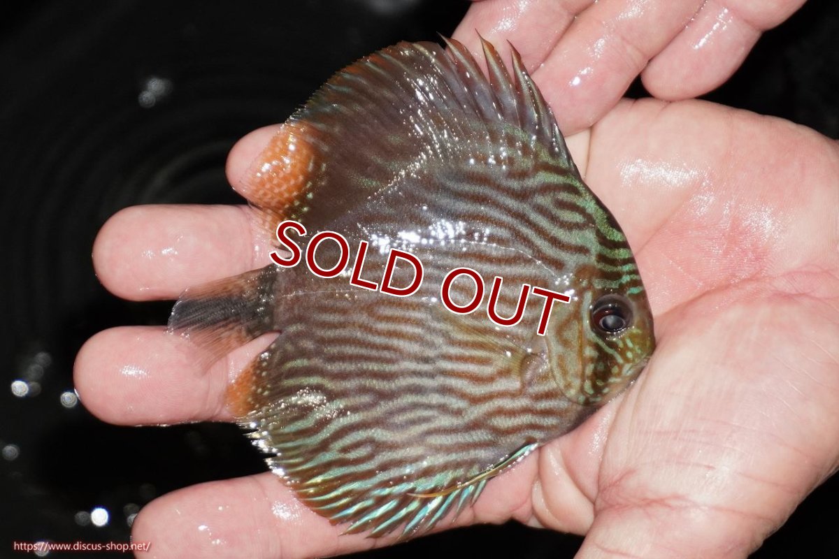 画像2: 【ワイルドディスカス】【通販】【ワイルド屈指のブルー発色】リオネグロヘッケル【個体販売】10-12cm（生体）リオネグロ産 (2)
