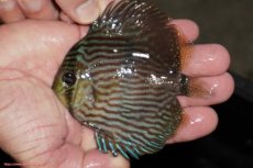 画像1: 【決算セール対象個体】【ワイルドディスカス】【通販】【ワイルド屈指のブルー発色】リオネグロヘッケル【個体販売】10-12cm（生体）リオネグロ産 (1)