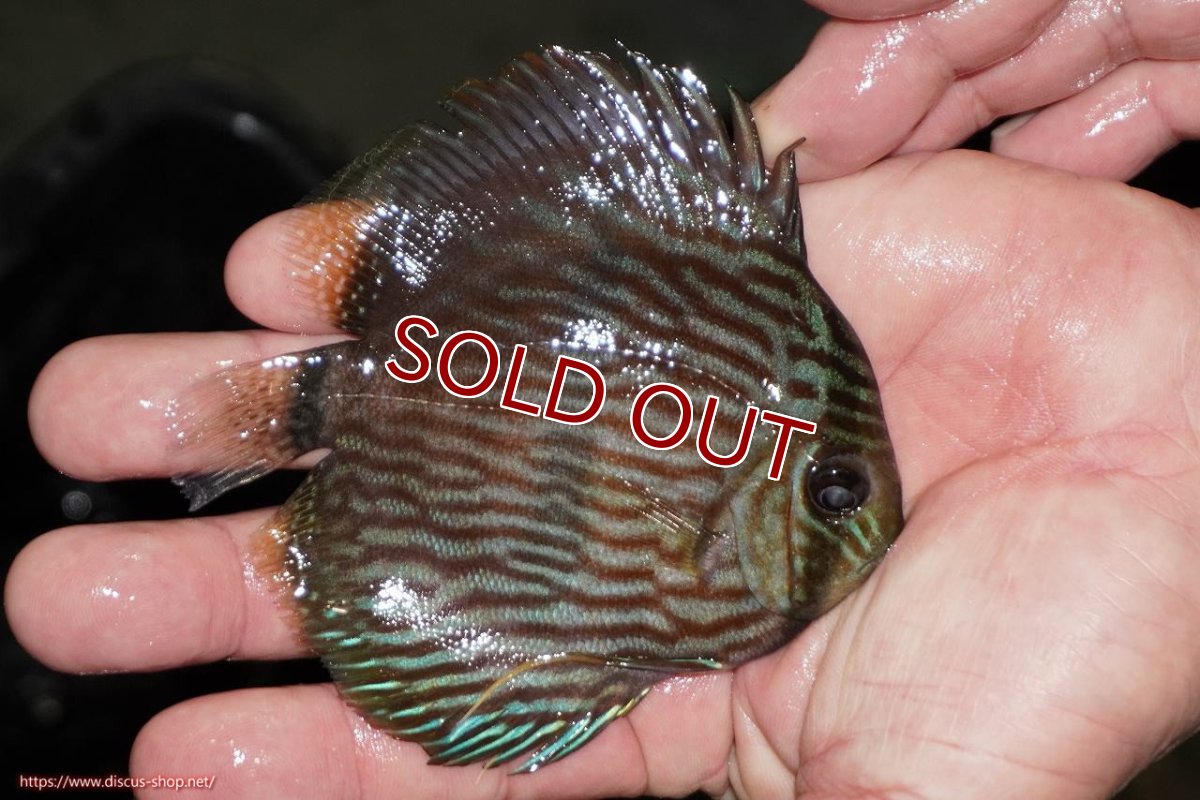 画像2: 【ワイルドディスカス】【通販】【ワイルド屈指のブルー発色】リオネグロヘッケル【個体販売】10-12cm（生体）リオネグロ産 (2)