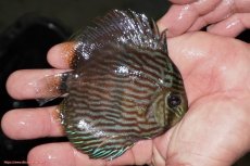 画像2: 【決算セール対象個体】【ワイルドディスカス】【通販】【ワイルド屈指のブルー発色】リオネグロヘッケル【個体販売】10-12cm（生体）リオネグロ産 (2)