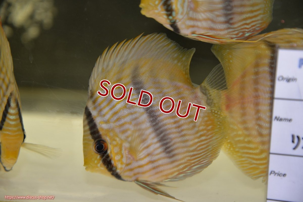 画像1: 【ワイルドディスカス】【通販】【ワイルド屈指のブルー発色】リオネグロヘッケル【個体販売】10-12cm（生体）リオネグロ産 (1)