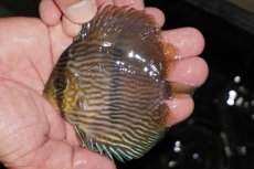 画像1: 【決算セール対象個体】【ワイルドディスカス】【通販】【ワイルド屈指のブルー発色】リオネグロヘッケル【個体販売】10-12cm（生体）リオネグロ産 (1)