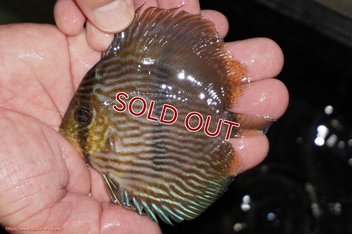 画像2: 【ワイルドディスカス】【通販】【ワイルド屈指のブルー発色】リオネグロヘッケル【個体販売】10-12cm（生体）リオネグロ産 (2)
