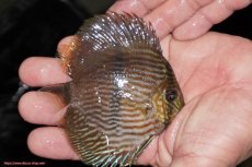 画像2: 【決算セール対象個体】【ワイルドディスカス】【通販】【ワイルド屈指のブルー発色】リオネグロヘッケル【個体販売】10-12cm（生体）リオネグロ産 (2)