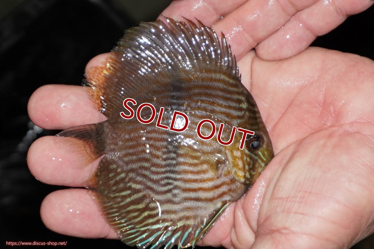 画像3: 【ワイルドディスカス】【通販】【ワイルド屈指のブルー発色】リオネグロヘッケル【個体販売】10-12cm（生体）リオネグロ産 (3)