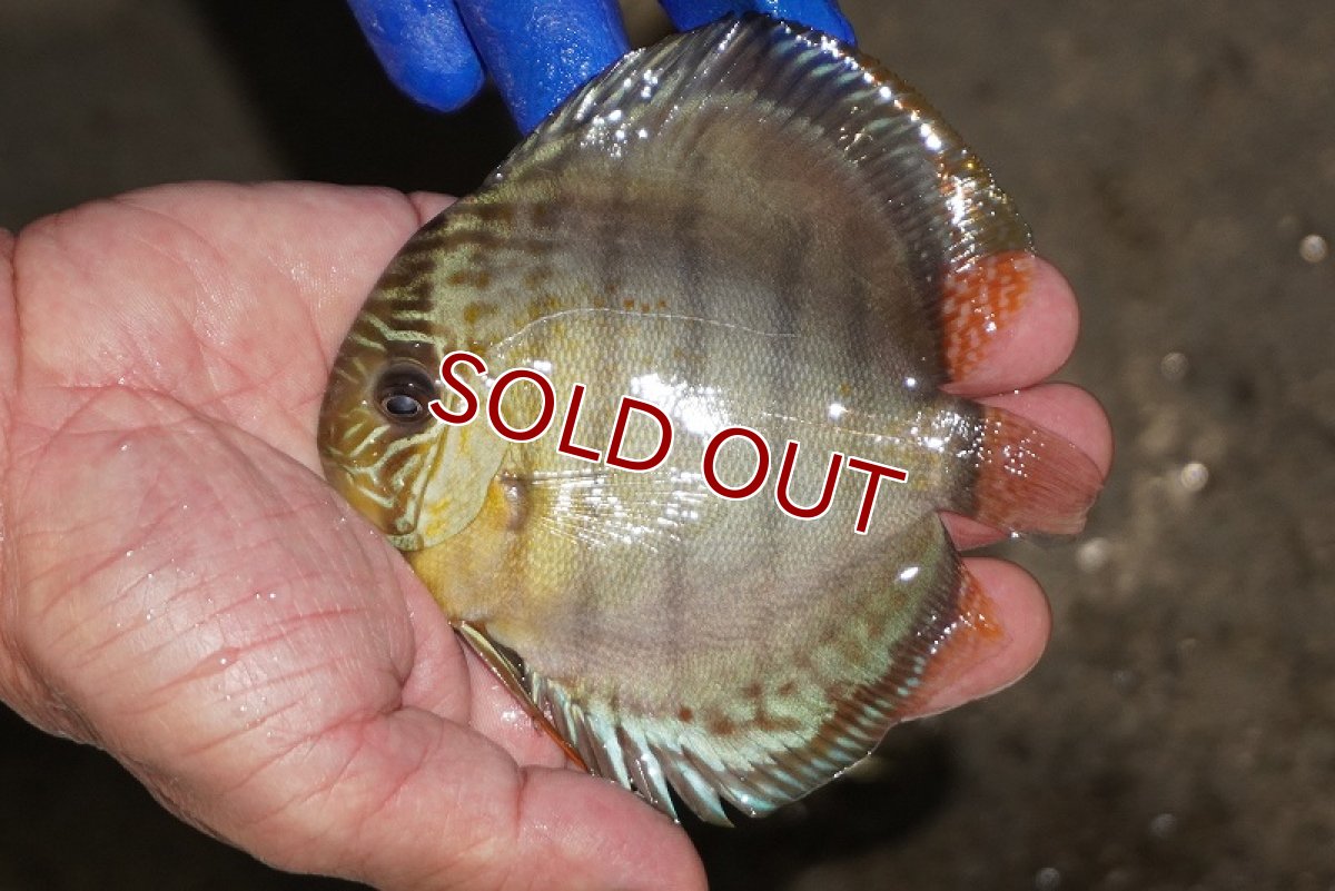 画像1: 【ワイルドディスカス】【通販】【年に一度の入荷】アルトナナイディアマンテ アズール（ブルーカバー）【個体販売】11-13cm（生体）ナナイ産 (1)