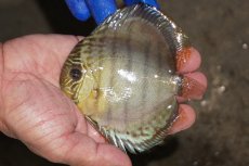 画像1: 【ワイルドディスカス】【通販】【年に一度の入荷】アルトナナイディアマンテ アズール（ブルーカバー）【個体販売】11-13cm（生体）ナナイ産 (1)